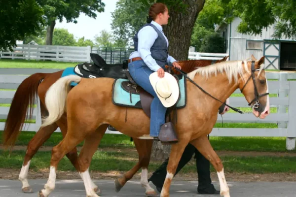 Kentucky Saddle Horse Baddiehubpro.com