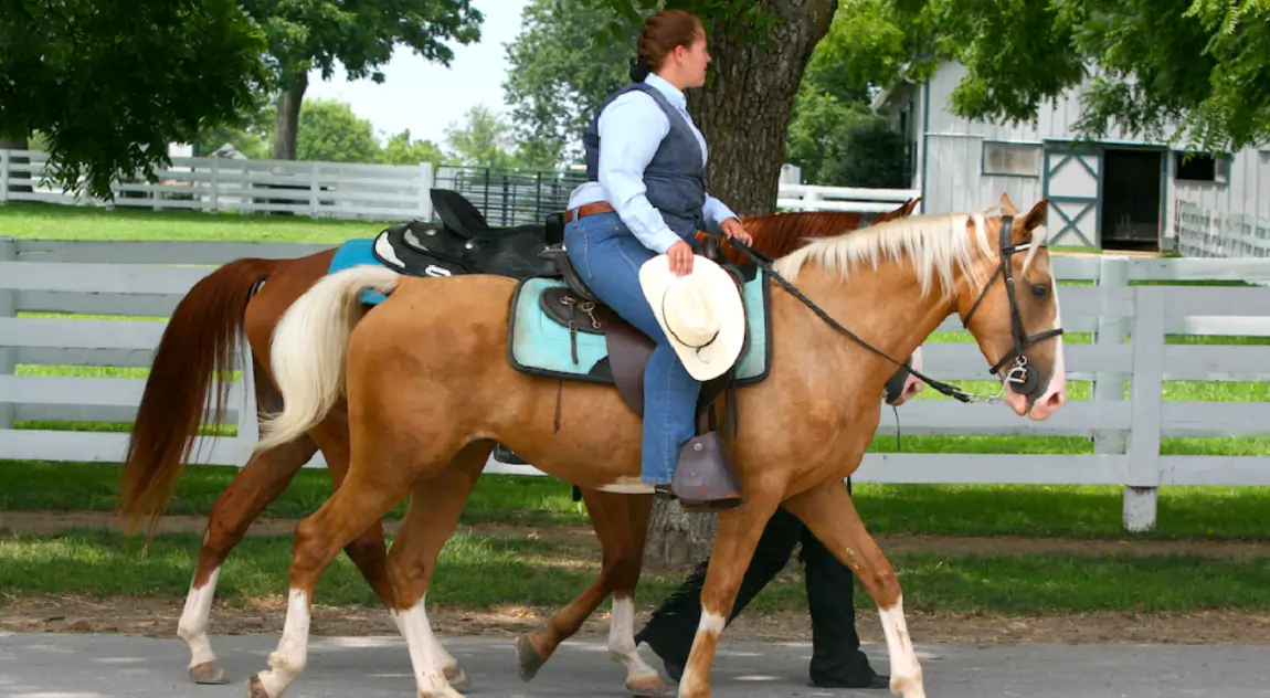 Kentucky Saddle Horse Baddiehubpro.com