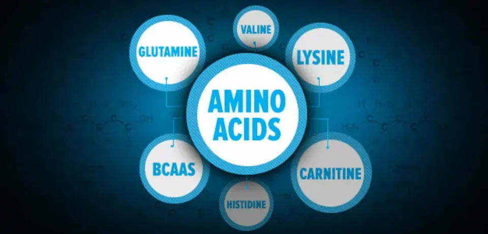 DoctorHub3com Amino Acids Baddiehubpro.com