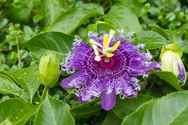 Passionflower Baddiehubpro.com